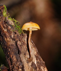 Galerina patagonica