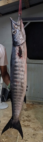Blackfin Barracuda