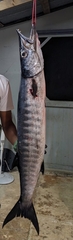 Blackfin Barracuda