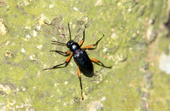 Strongylium erythrocephalum