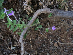 Siphonoglossa ramosa
