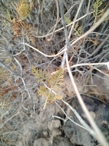 Image of Lavandula canariensis by no rights reserved