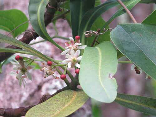 Hotbark (Zygogynum howeanum)