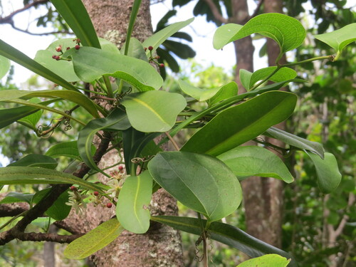Image of Zygogynum howeanum by (c) ian_mcallan, some rights reserved (CC BY)