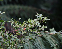 Atherosperma moschatum
