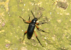 Strongylium erythrocephalum