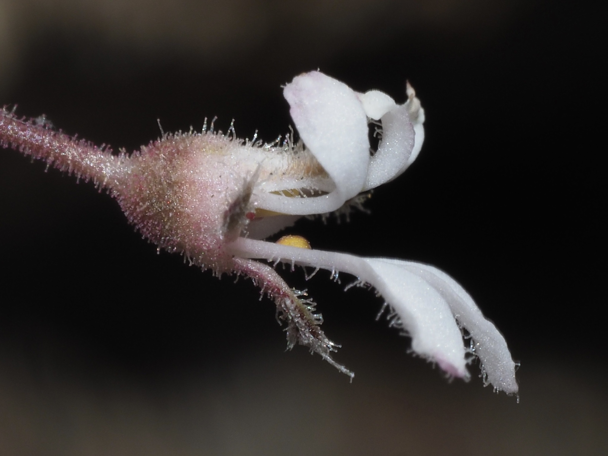 Heuchera brevistaminea