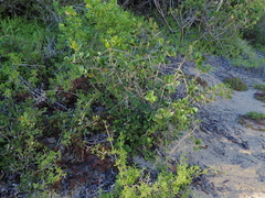 Dovyalis rotundifolia