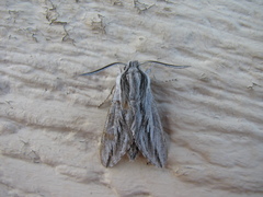 Sphinx dollii