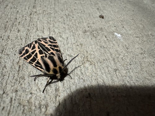 iNaturalist observation photo of Ornate Tiger Moth