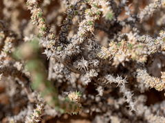 Cornulaca monacantha