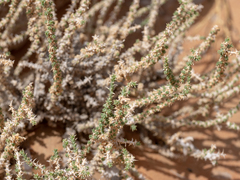 Cornulaca monacantha