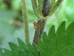Araneae