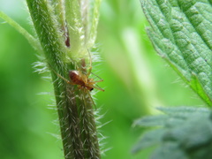 Araneae