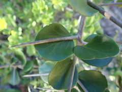 Dovyalis rotundifolia