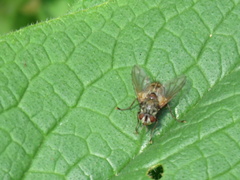 Tachinidae