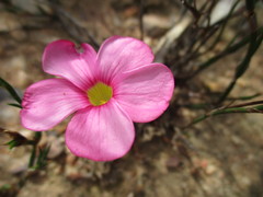 Oxalis eckloniana