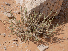 Cornulaca monacantha