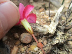Oxalis eckloniana
