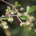 Birchleaf Mountain Mahogany - Photo (c) nathantay, some rights reserved (CC BY-NC)