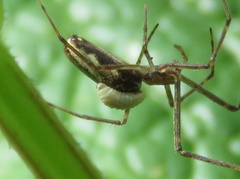 Insecta