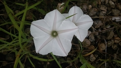 Ipomoea desmophylla