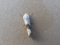 Acontiini