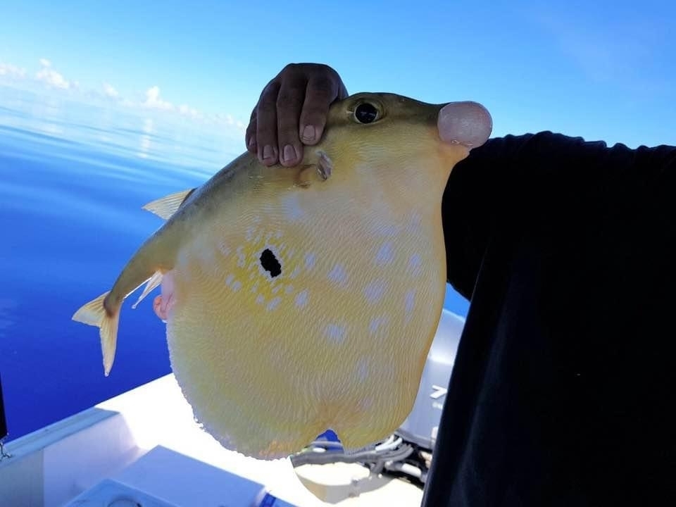 Black-spot keeled pufferfish (Triodon macropterus) — Triodontidae