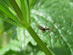 Insecta