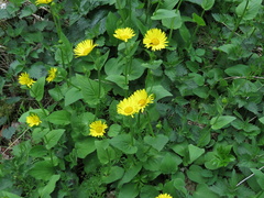Doronicum