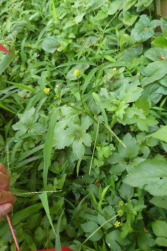 Image of Ranunculus cantoniensis by (c) 如此甚好, some rights reserved (CC BY)