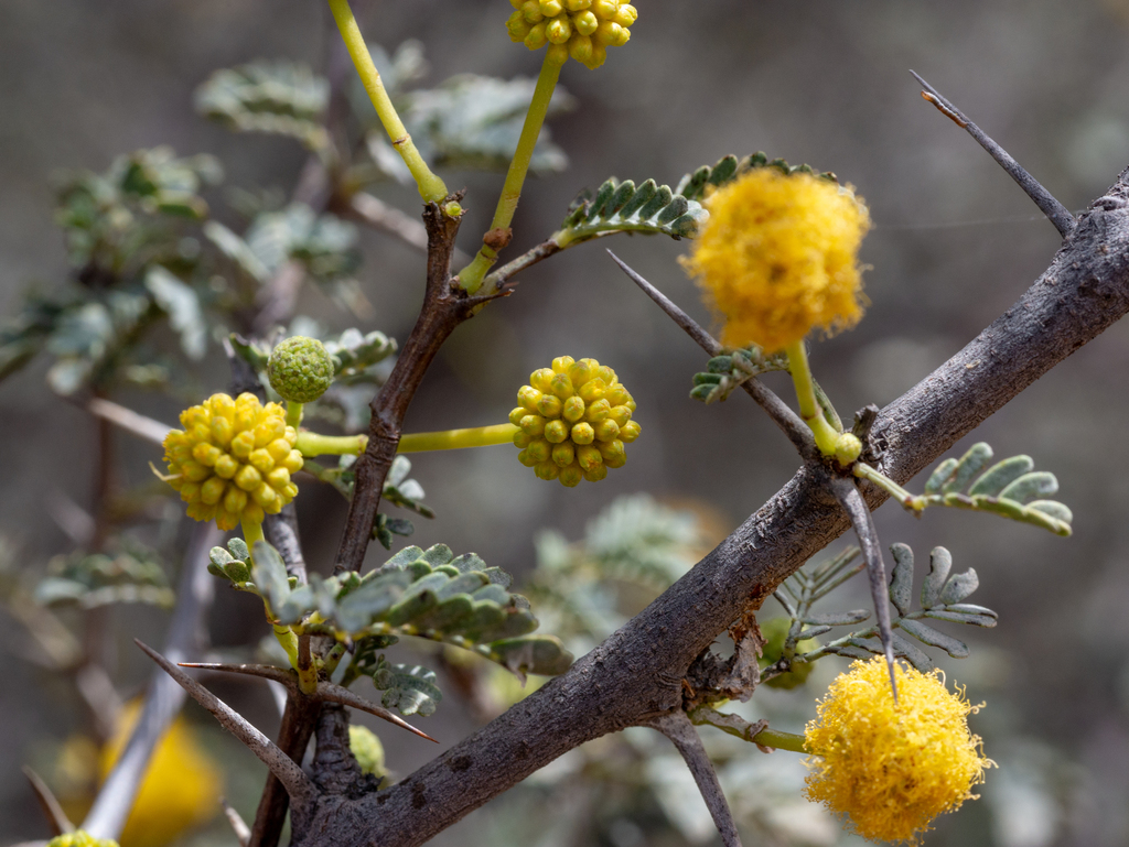 Vachellia flava