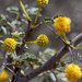 Vachellia flava - Photo (c) John Pereira, some rights reserved (CC BY-NC), uploaded by John Pereira