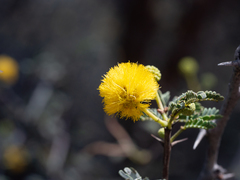 Vachellia flava