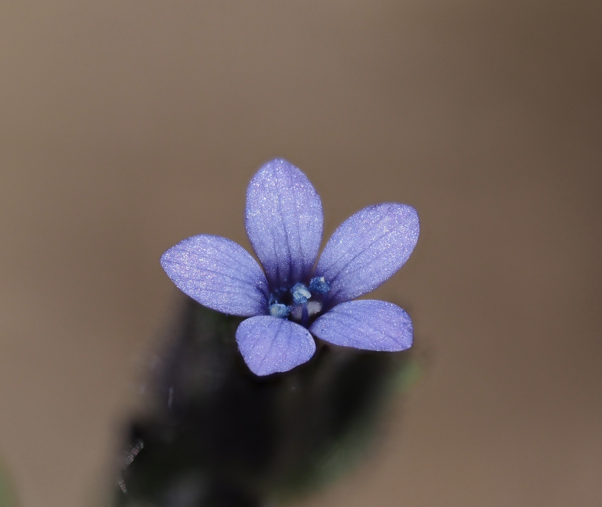 Allophyllum gilioides ssp. violaceum