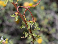 Vachellia flava