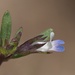 Small-flowered Blue-eyed Mary - Photo (c) nathantay, some rights reserved (CC BY-NC)