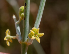 Leptadenia pyrotechnica