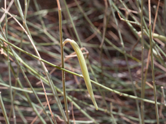 Leptadenia pyrotechnica