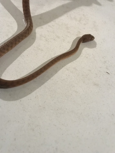 Brown Tree Snake sighting