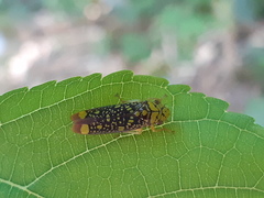 Aulacizes conspersa