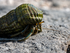 Clibanarius longitarsus