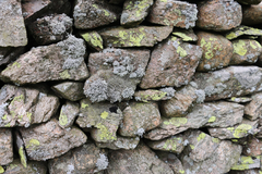 Stereocaulon vesuvianum