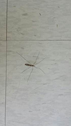 photo of Typical Crane Flies (Tipuloidea)