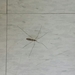 photo of Typical Crane Flies (Tipuloidea)