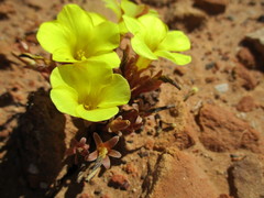 Oxalis flava