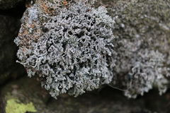 Stereocaulon vesuvianum