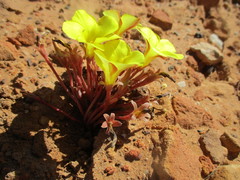 Oxalis flava