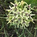 Asclepias viridiflora × viridis - Photo (c) valt, alguns direitos reservados (CC BY-NC)