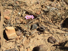 Oxalis hirta tubiflora